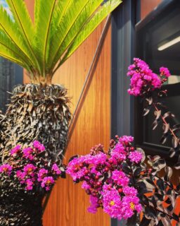 どうも！！
奈良のｉｃｈｉｋａガーデンデザインです

◆ーーーーーーーーーーーーーーーー◆
事務所のサルスベリ
#サルスベリ
◆ーーーーーーーーーーーーーーーー◆

 
先月、事務所に植えた『サルスベリ：ブラックリーフダイヤモンド』のお花がキレイに咲きました😁

普通のサルスベリと違い、葉がクロ色なのでお花が咲いた時のコントラストがキレイでいいですね✨

スタイリッシュな外構にあいそう‼️
お客様に提案してみよう😏

ｉｃｈｉｋａガーデンデザインはお客様にお喜びいただける
『ものづくり』を目指しています！！

 
#ｉｃｈｉｋａガーデンデザイン
#奈良外構#リフォーム
#ドライガーデン
#ロックガーデン
#素敵な庭づくり#快適な暮らし
#居心地が良い暮らし
#明るい毎日#マイホーム
#ガーデンデザイン#Qol
#庭づくりはｉｃｈｉｋａにおまかせ
#サルスベリ
#サルスベリブラックリーフダイヤモンド